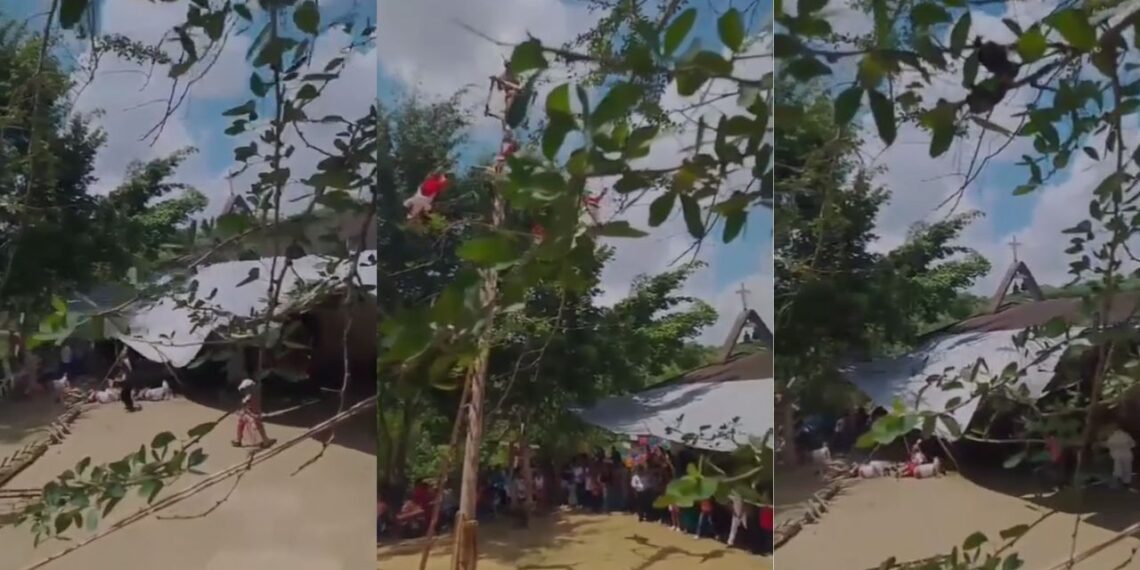 Caen Voladores de Papantla durante ritual en Tihuatlán, Veracruz