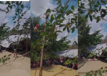 Caen Voladores de Papantla durante ritual en Tihuatlán, Veracruz 