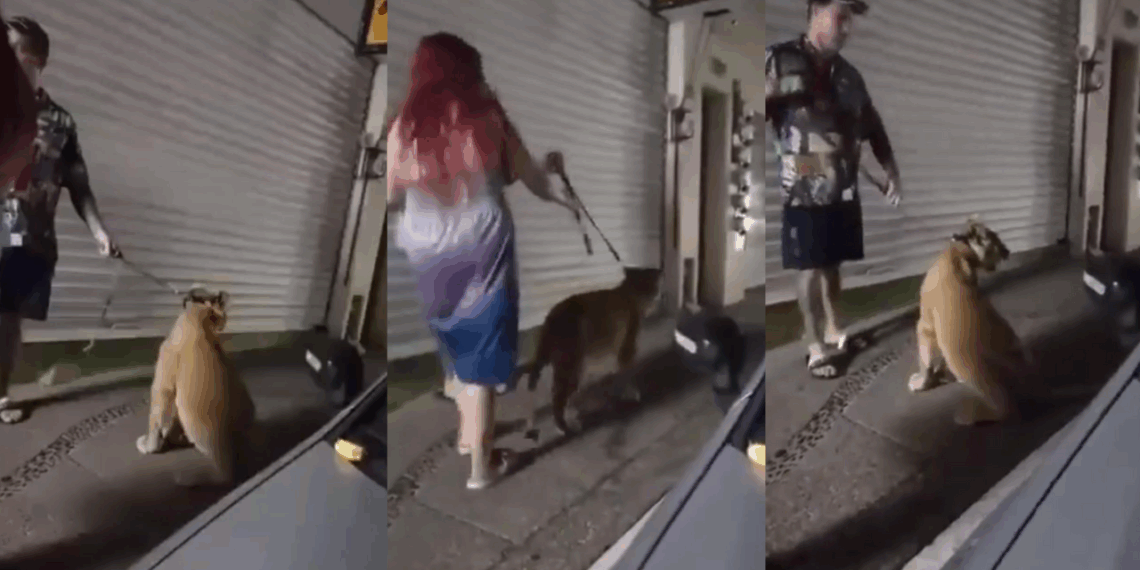 Pareja pasea a un León en Puerto Vallarta, el video se vuelve viral.