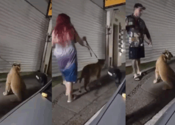 Pareja pasea a un León en Puerto Vallarta, el video se vuelve viral.