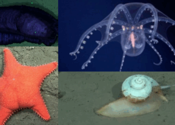 Una expedición marina realizada por el CONICET de Argentina ha desatado gran furor en internet.