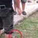 Celebración de Calkiní, Campeche, donde se denunció maltrato animal.