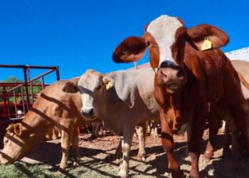 Unión Ganadera De chihuahua