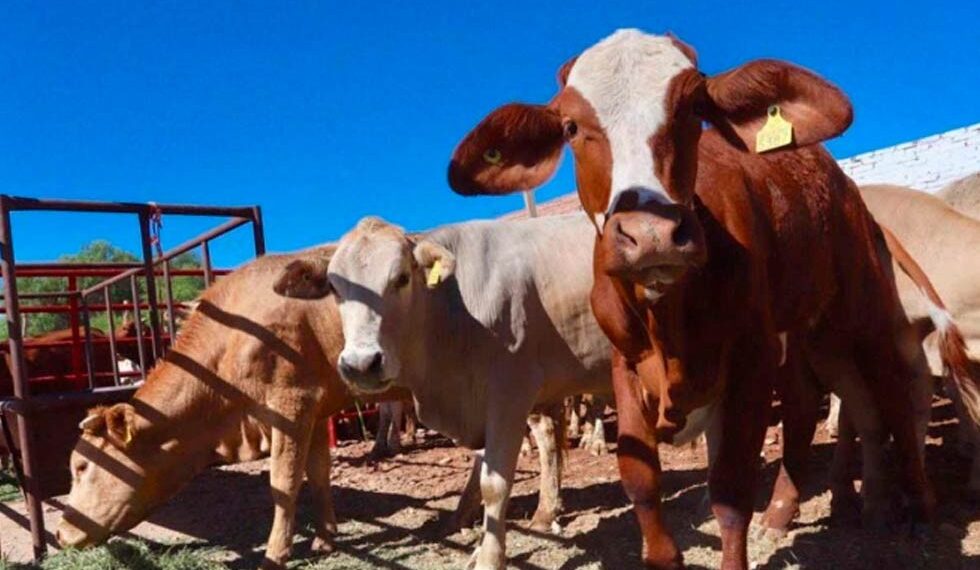 Unión Ganadera De chihuahua