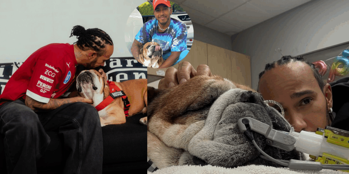 El bulldog de Lewis Hamilton, Roscoe, se encuentra en coma.