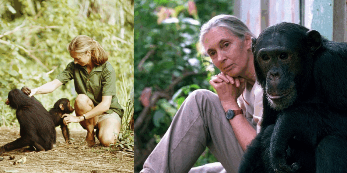 Jane Goodall, la pionera en el estudio de chimpancés muere a los 91 años