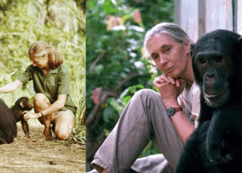 Jane Goodall, la pionera en el estudio de chimpancés muere a los 91 años