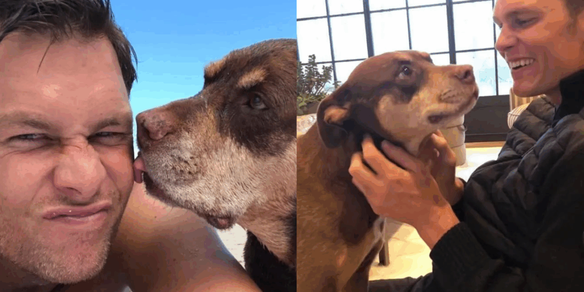 Tom Brady revela que su perra Junie es un clon de Lua, su amada mascota fallecida