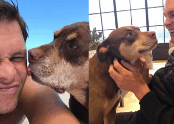 Tom Brady revela que su perra Junie es un clon de Lua, su amada mascota fallecida