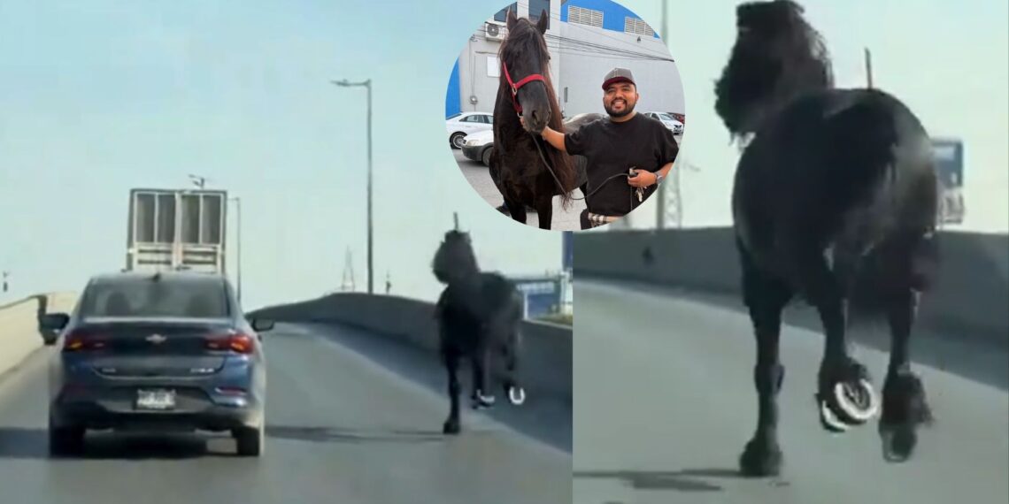 Monterrey no es un rancho: captan caballo en Lincoln