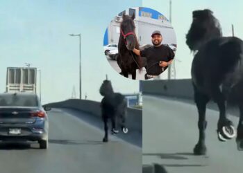 Monterrey no es un rancho: captan caballo en Lincoln