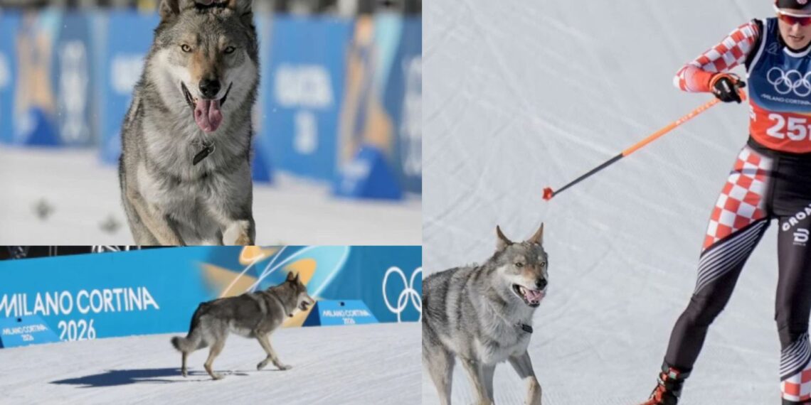 Perro invade prueba en Milano-Cortina 2026 y se vuelve viral