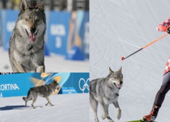 Perro invade prueba en Milano-Cortina 2026 y se vuelve viral