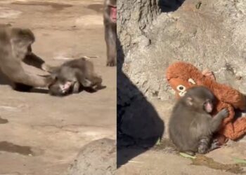 Punch, el mono viral que conmovió a redes: fue atacado y corrió a abrazar su peluche