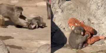 Punch, el mono viral que conmovió a redes: fue atacado y corrió a abrazar su peluche