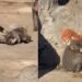 Punch, el mono viral que conmovió a redes: fue atacado y corrió a abrazar su peluche