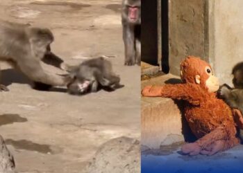 El Zoológico de Ichikawa explica el video viral de Punch: “Fue parte de su socialización, no maltrato”