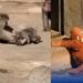 El Zoológico de Ichikawa explica el video viral de Punch: “Fue parte de su socialización, no maltrato”