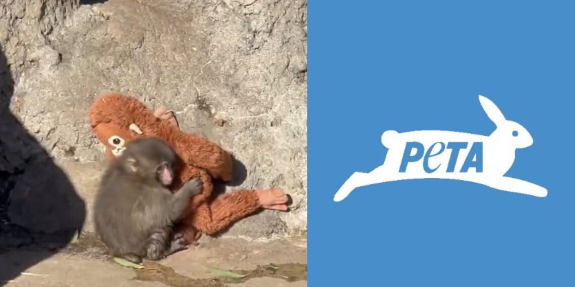 PETA pide que el mono viral Punch sea trasladado a un santuario por su bienestar