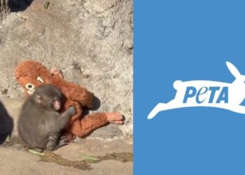 PETA pide que el mono viral Punch sea trasladado a un santuario por su bienestar