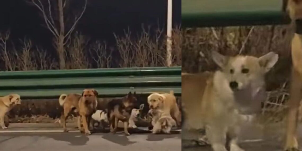 ¡De película! Siete perros robados logran escapar y regresan juntos a casa tras recorrer kilómetros