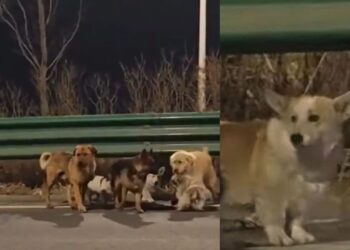 ¡De película! Siete perros robados logran escapar y regresan juntos a casa tras recorrer kilómetros