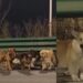 ¡De película! Siete perros robados logran escapar y regresan juntos a casa tras recorrer kilómetros