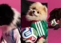 Adidas lanza jerseys mundialistas… ¡para perros! Así es la nueva colección