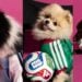 Adidas lanza jerseys mundialistas… ¡para perros! Así es la nueva colección