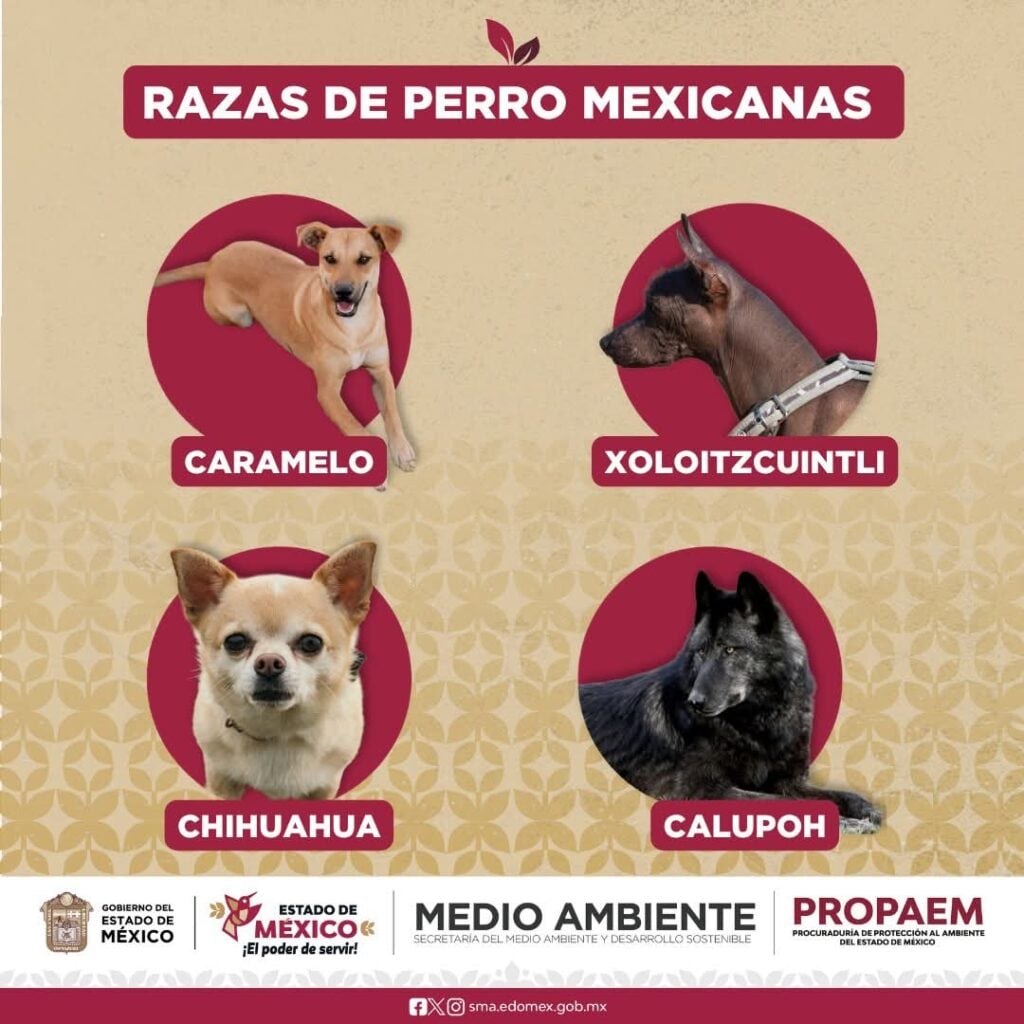 reconocen al perrito “caramelo” como raza mexicana 