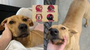 Del “lomito de la esquina” a orgullo nacional: reconocen al perrito “caramelo” como raza mexicana