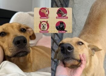 Del “lomito de la esquina” a orgullo nacional: reconocen al perrito “caramelo” como raza mexicana