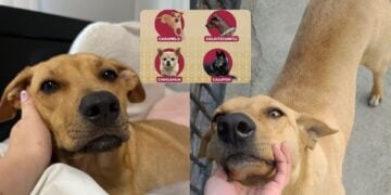 Del “lomito de la esquina” a orgullo nacional: reconocen al perrito “caramelo” como raza mexicana