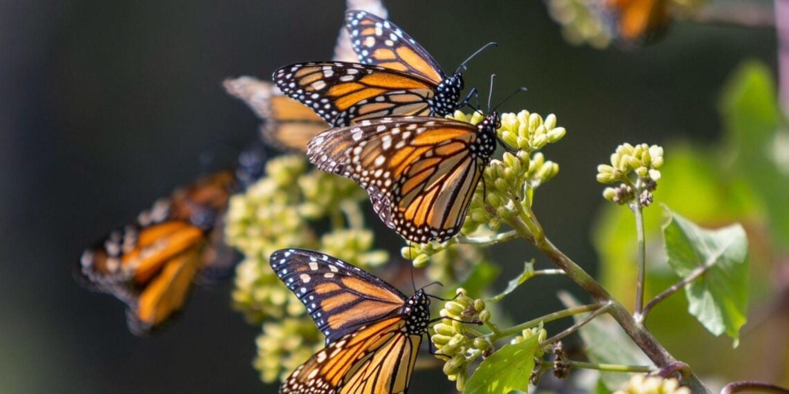 Mariposas Monarca