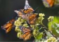 Mariposas Monarca