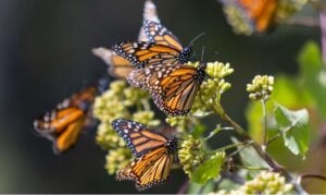 Mariposas Monarca