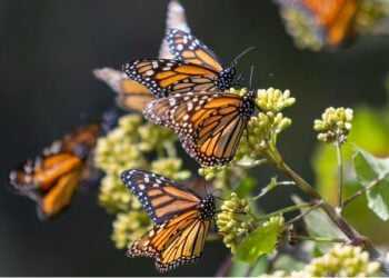 Mariposas Monarca