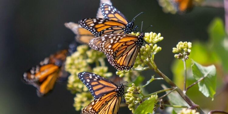 Mariposas Monarca