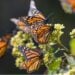Mariposas Monarca