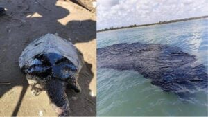 Derrame en el Golfo de México