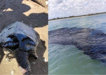 Derrame en el Golfo de México