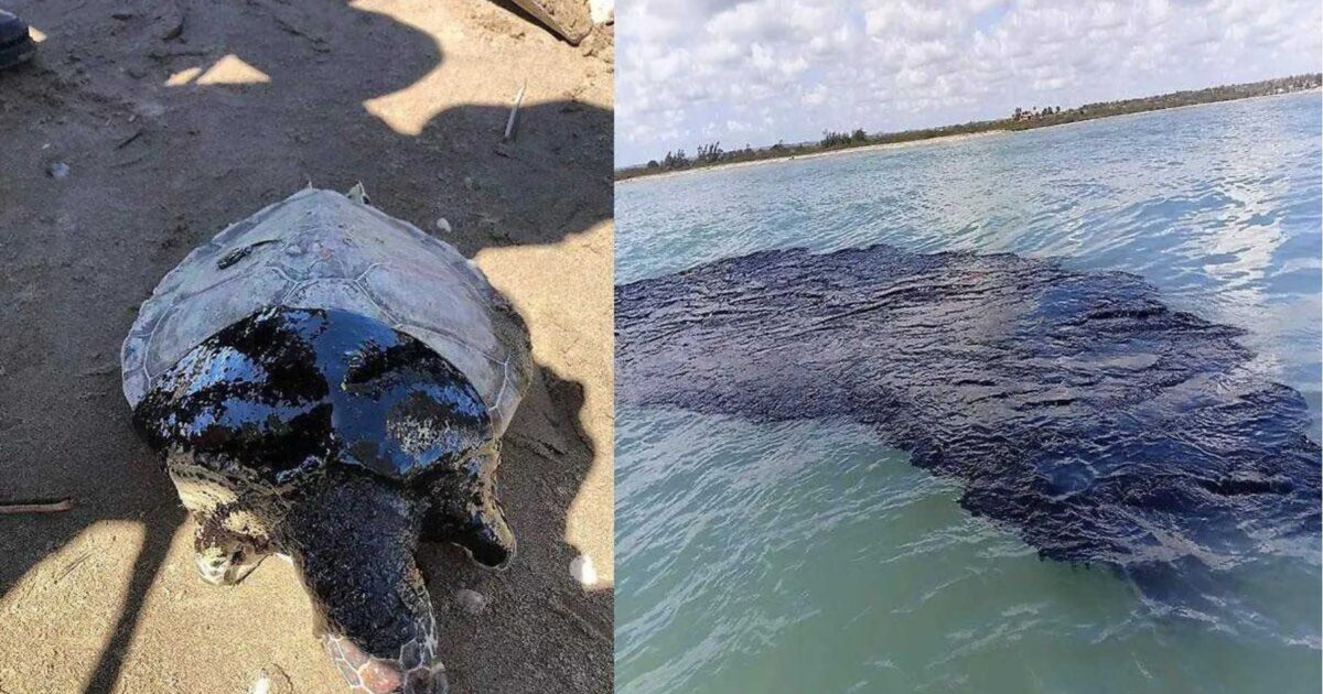 Pemex reconoce fuga en oleoducto como causa del derrame en el Golfo de ...