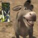 ¡“Burro” tendrá su propia película! Universal y DreamWorks preparan el spin-off de Shrek para 2028