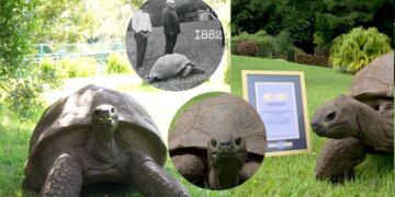 Jonathan, el animal terrestre vivo más longevo del mundo
