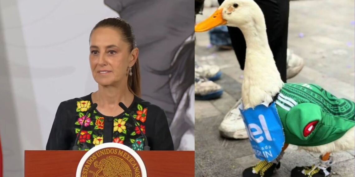 Claudia Sheinbaum invita al famoso Pato Merlín a la mañanera tras convertirse en fenómeno del Mundial 2026