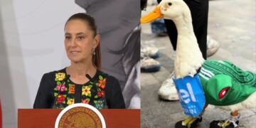 Claudia Sheinbaum invita al famoso Pato Merlín a la mañanera tras convertirse en fenómeno del Mundial 2026