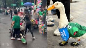 Viral: el pato con camiseta de la Selección que conquistó las redes
