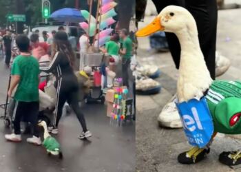 Viral: el pato con camiseta de la Selección que conquistó las redes