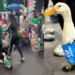Viral: el pato con camiseta de la Selección que conquistó las redes