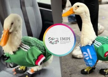 IMPI pone fin a la disputa: la marca “Pato Merlín” es de la familia de Carla Ivette Gómez